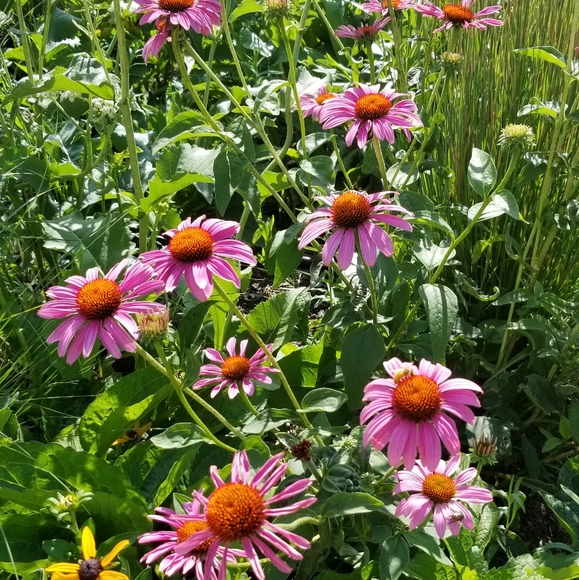 Meet your Posher, Lulu - Picture 1 of 2